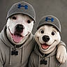 dog, hoodie, hat, smiling, tongue_out, realistic_dog, cartoon_dog, matching_outfits, grey_clothing, blue_logo, friendship, posing, studio_background, cute, happy, pet, portrait, animal, collar, bone_tag