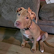 Lola Mae joined the competition — help win amazing prizes! dog, puppy, pitbull, brown_coat, collar, bow, sitting, looking_up, paws, ears, soulful_eyes, couch, hardwood_floor, living_room, indoor, pet, paper, bingo_card, portrait, cute