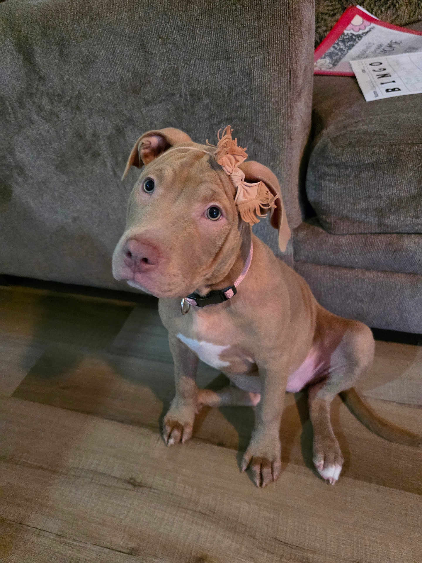 Lola Mae joined the competition — help win amazing prizes! dog, puppy, pitbull, brown_coat, collar, bow, sitting, looking_up, paws, ears, soulful_eyes, couch, hardwood_floor, living_room, indoor, pet, paper, bingo_card, portrait, cute