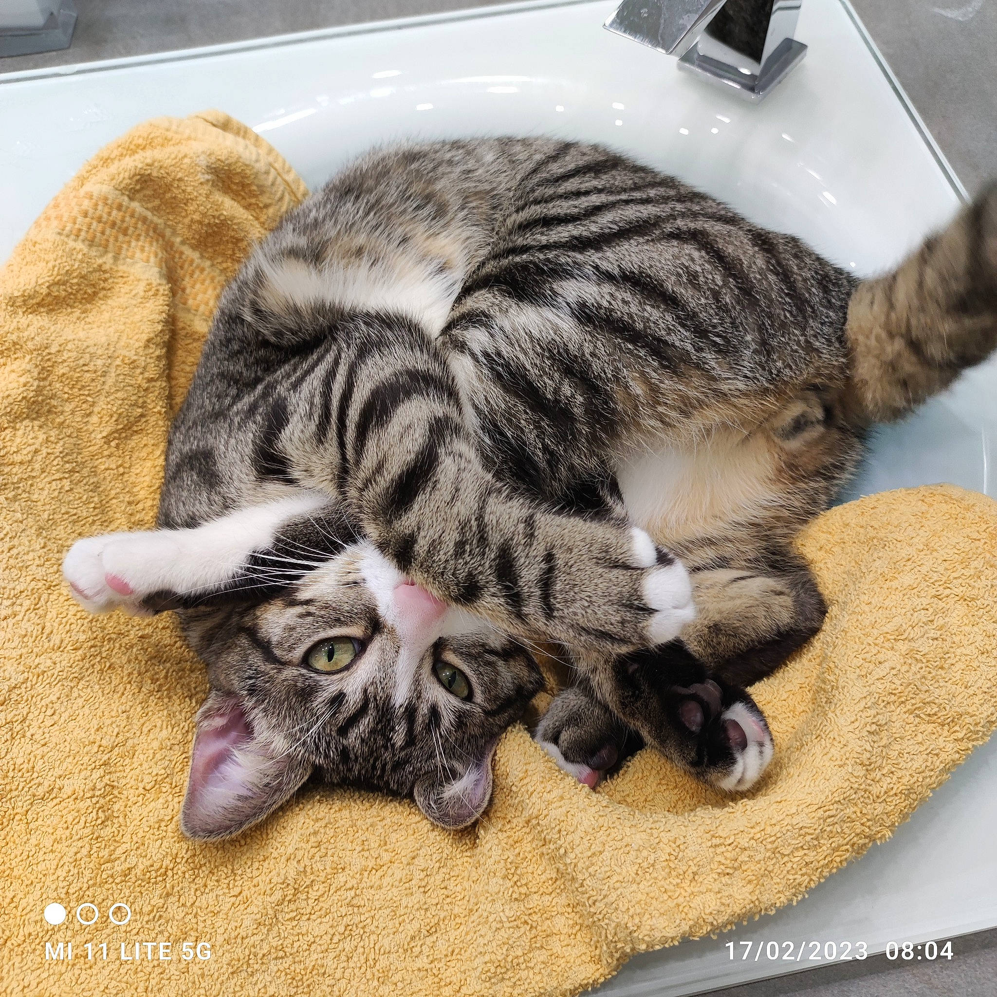 Saphir a rejoint le concours — aidez-le/la à gagner de superbes lots ! bathroom, carnivore, cat, claw, comfort, domestic_short_haired_cat, felidae, fur, metal, nap, paw, plumbing, plumbing_fixture, sink, small_to_medium_sized_cats, snout, tail, tap, terrestrial_animal, whiskers