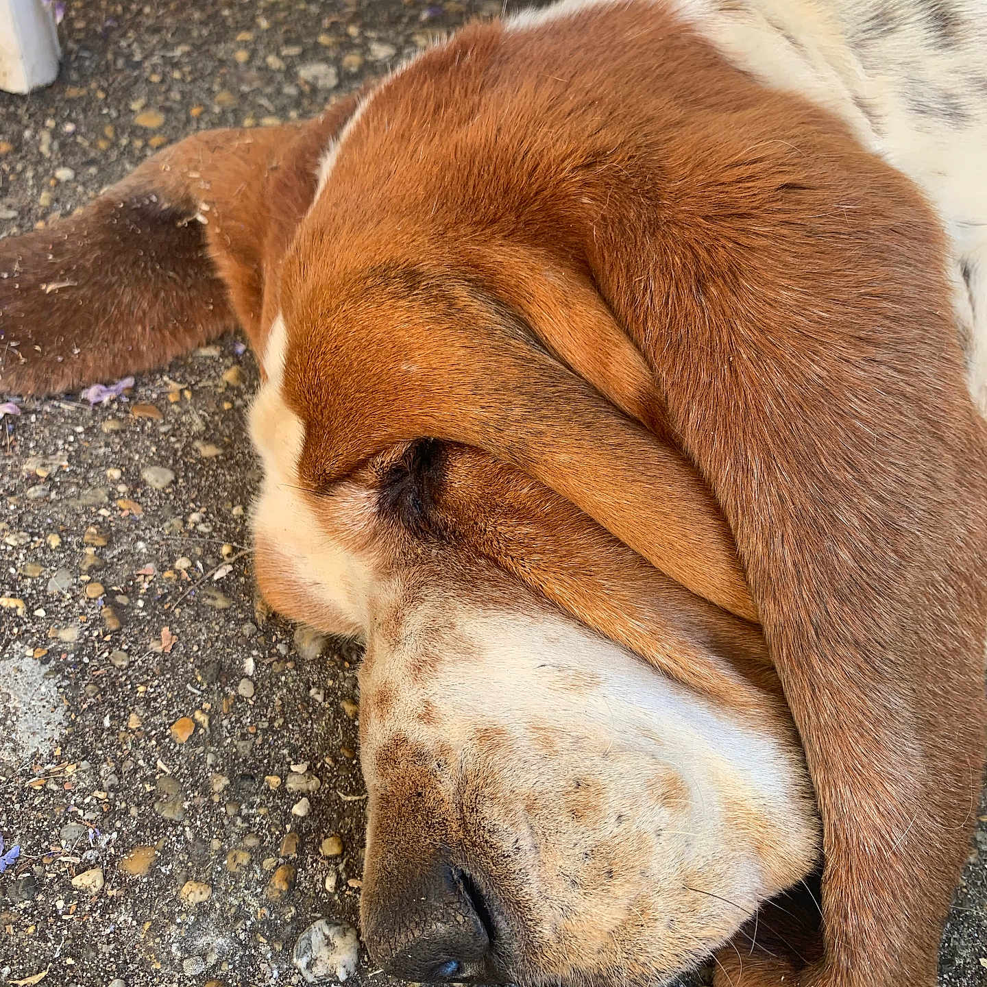 Patate participe au concours pour gagner de l'argent avec cette photo : animal, beagle, bulldog, canine, dog, hound, labradorretriever, person, pet, pitbull, pointer, puppy, saintbernard, sleeping, snout