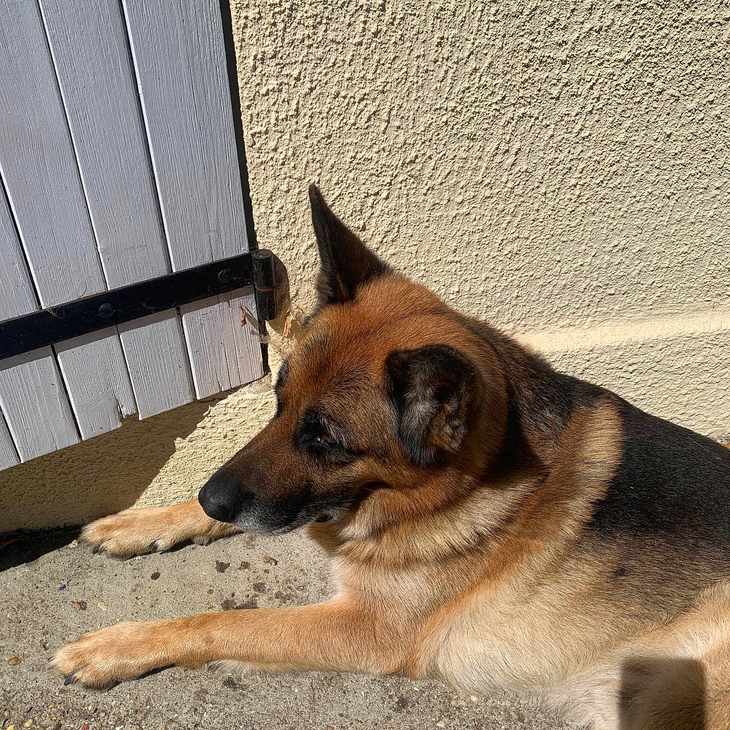 Rex