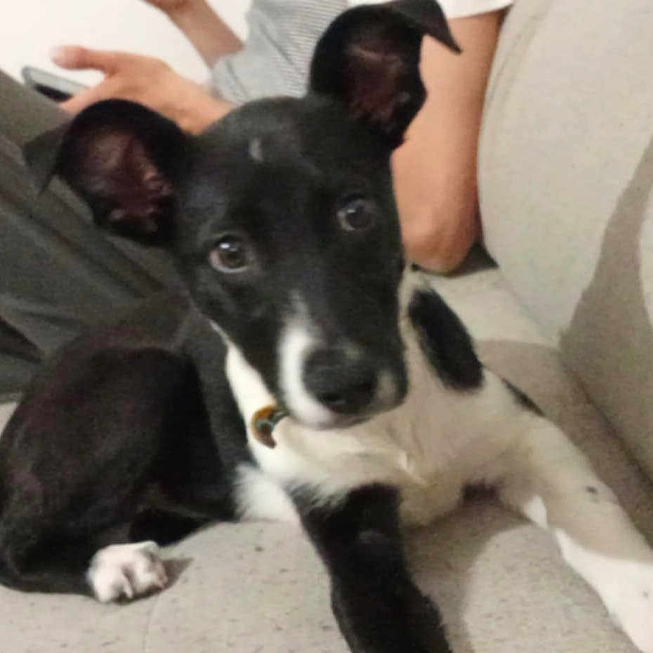 Vicky a rejoint le concours — aidez-le/la à gagner de superbes lots ! animal, ball, bostonbull, bulldog, canine, clothing, couch, cushion, dog, furniture, homedecor, hound, husky, labradorretriever, pants, pet, puppy, sport, tennis, tennisball