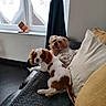 blanket, brown_and_white, couch, cozy, curtain, dog, domestic, floor, fluffy, fur, home, indoor, pet, pillow, puppy, relaxed, resting, sunlight, tongue_out, window
