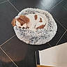 Bonnie participe au concours pour gagner de l'argent avec cette photo : puppy, dog, sleeping, bed, fluffy, cozy, floor, tile, brown, white, pet, cute, small, resting, indoor, animal, fur, curled_up, peaceful, adorable