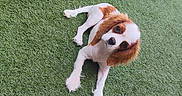 Bonnie participe au concours pour gagner de l'argent avec cette photo : animal, brown, cavalier_king_charles_spaniel, cute, daylight, dog, ears, fur, grass, green, looking_up, lying_down, nature, outdoor, pet, play, puppy, small_dog, toy, white