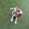Bonnie participe au concours pour gagner de l'argent avec cette photo : dog, puppy, cavalier_king_charles_spaniel, grass, outdoor, pet, animal, toy, play, cute, lying_down, white, brown, ears, fur, small_dog, looking_up, nature, green, daylight