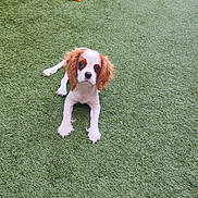 Bonnie a rejoint le concours — aidez-le/la à gagner de superbes lots ! puppy, dog, grass, toy, playful, outdoor, pet, animal, cute, small_dog, brown_and_white, lying_down, looking_at_camera, young_dog, ears, nose, fur, nature, daylight, adorable