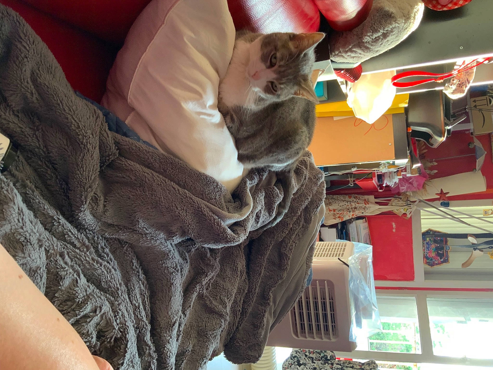 Grisette participe au concours pour gagner de l'argent avec cette photo : auto_part, cat, comfort, domestic_short_haired_cat, electrical_wiring, felidae, fur, machine, nail, sleeve, small_to_medium_sized_cats, vehicle_door, whiskers