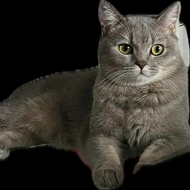 Chipie participe au concours pour gagner de l'argent avec cette photo : alert, animal, animal_face, black_background, cat, close_up, cute, domestic_cat, feline, fur, gray_cat, green_eyes, indoor, lying_down, mammal, pet, portrait, resting, soft_fur, whiskers