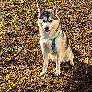 Saphir participe au concours pour gagner de l'argent avec cette photo : dog, husky, outdoor, grass, harness, pet, animal, canine, sitting, nature, sunlight, fur, alert, leash, ground, daylight, muzzle, ears, expression, friendly