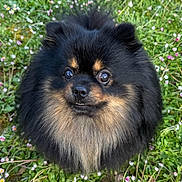 Skoty a rejoint le concours — aidez-le/la à gagner de superbes lots ! dog, pomeranian, fluffy, black, tan, grass, flowers, outdoor, nature, greenery, small_dog, pet, cute, animal, fur, face, eyes, portrait, field, spring