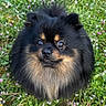 dog, pomeranian, fluffy, black, tan, grass, flowers, outdoor, nature, greenery, small_dog, pet, cute, animal, fur, face, eyes, portrait, field, spring