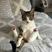 Luna is registered to the contest to win money with this photo: bed, bedding, bedroom, blanket, cat, cozy, cushion, domestic_cat, feline, green_eyes, indoor, patterned_pillow, paw, paws, pet, portrait, sitting, surprised_look, tail, whiskers