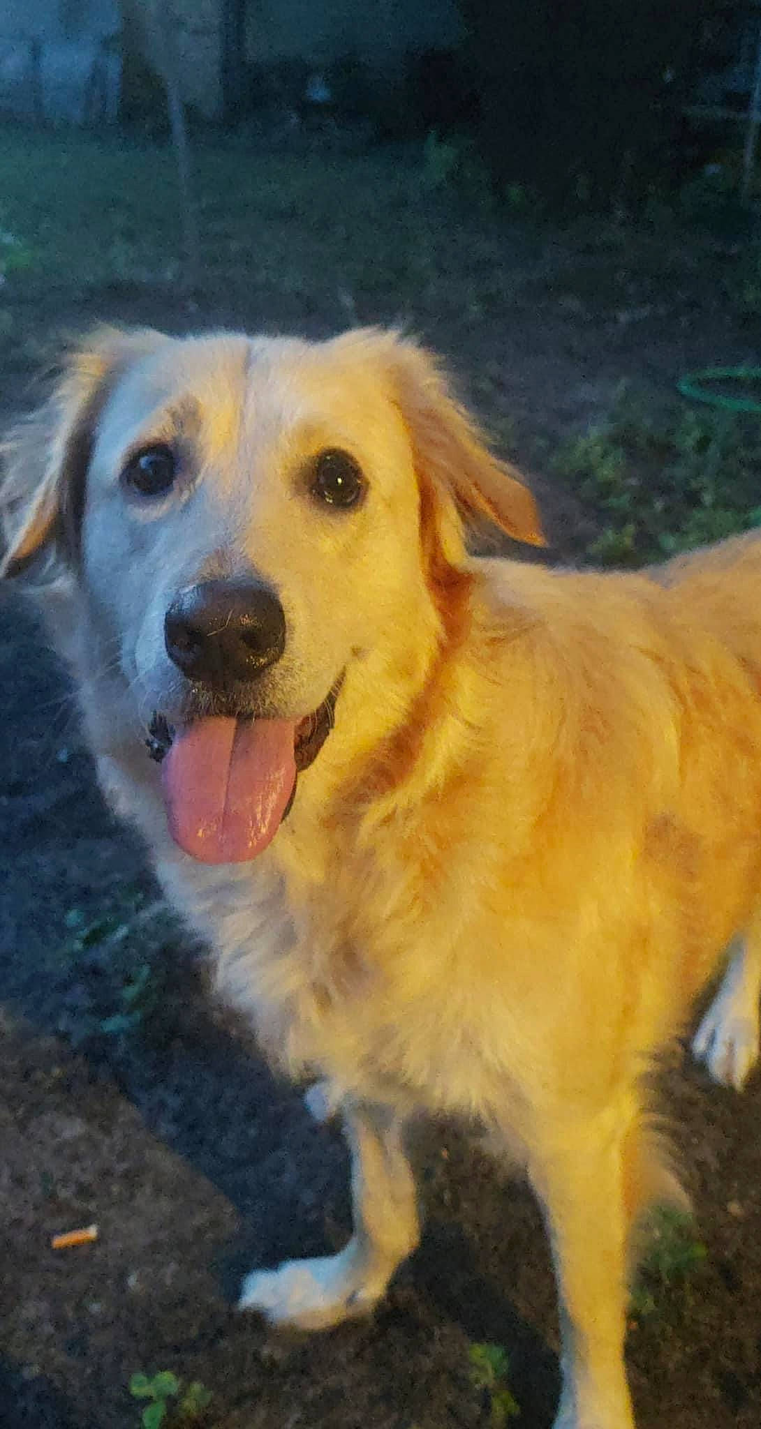 Peaches is registered to the contest to win money with this photo: canidae, carnivore, companion_dog, dog, dog_breed, fang, fawn, fur, golden_retriever, grass, gun_dog, happy, labrador_retriever, paw, plant, retriever, snout, sporting_group, whiskers, working_dog