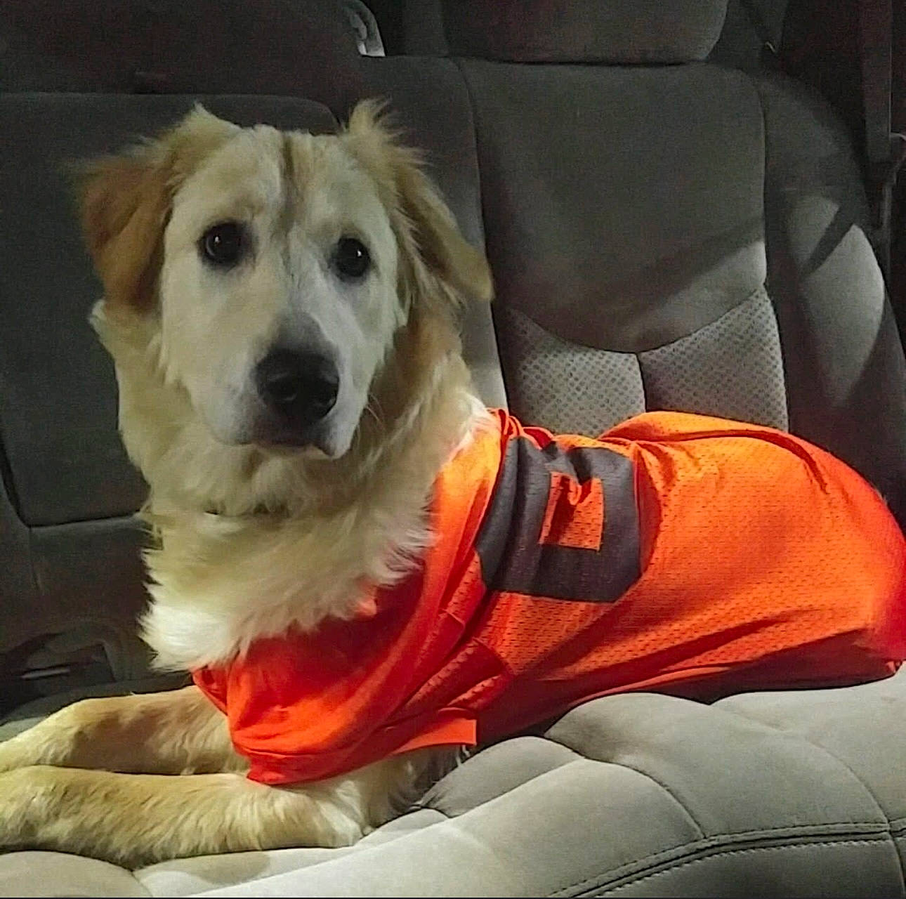 Peaches is registered to the contest to win money with this photo: auto_part, car_seat, carnivore, chair, collar, comfort, companion_dog, dog, dog_breed, dog_clothes, dog_collar, dog_supply, fawn, fur, gun_dog, pet_supply, snout, sporting_group, whiskers, working_animal