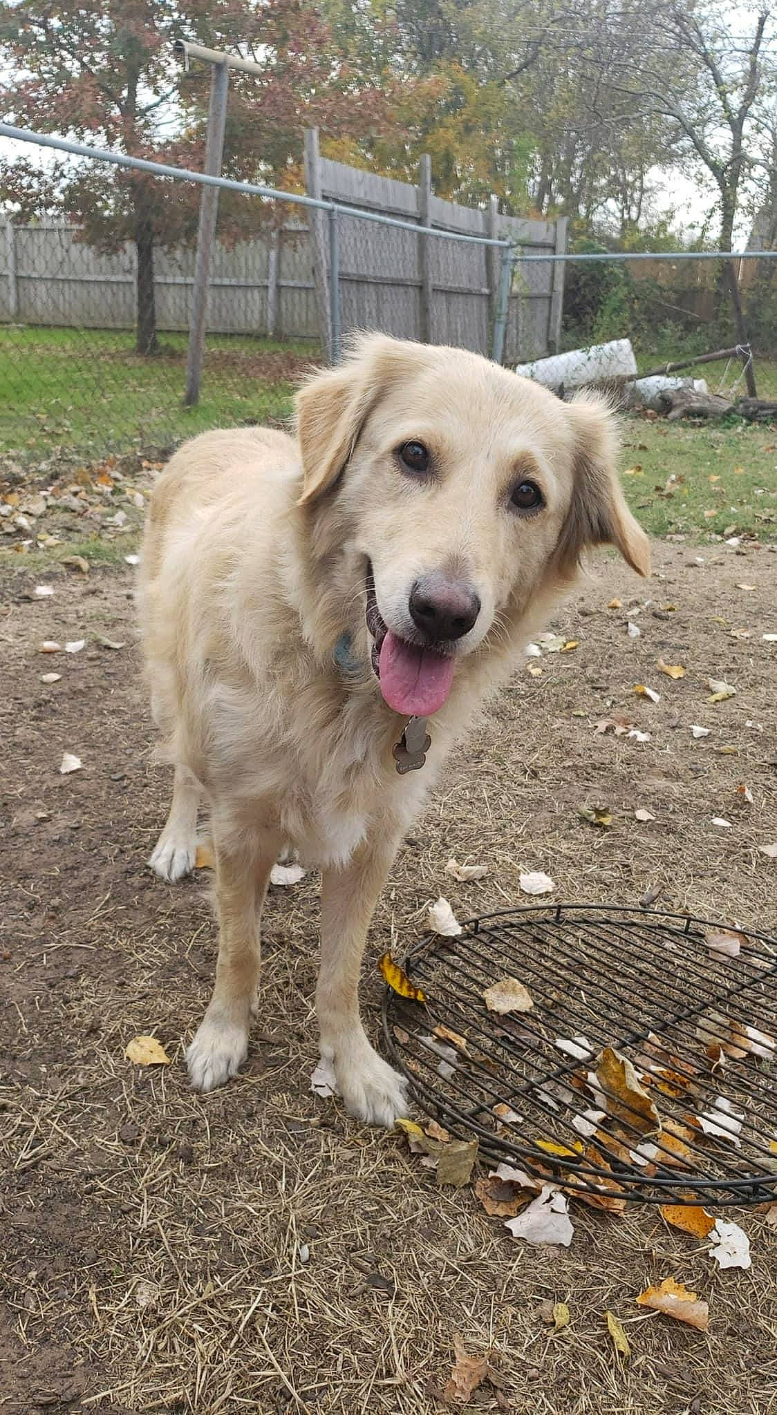 Peaches joined the competition — help win amazing prizes! canidae, carnivore, collar, companion_dog, dog, dog_breed, fawn, fence, grass, gun_dog, home_fencing, pet_supply, plant, road_surface, snout, soil, sporting_group, tail, tree, working_dog