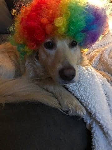 Peaches is registered to the contest to win money with this photo: afro, canidae, carnivore, companion_dog, dog, dog_breed, dog_supply, fur, non_sporting_group, poodle, sporting_group, standard_poodle, toy_dog, water_dog, working_animal