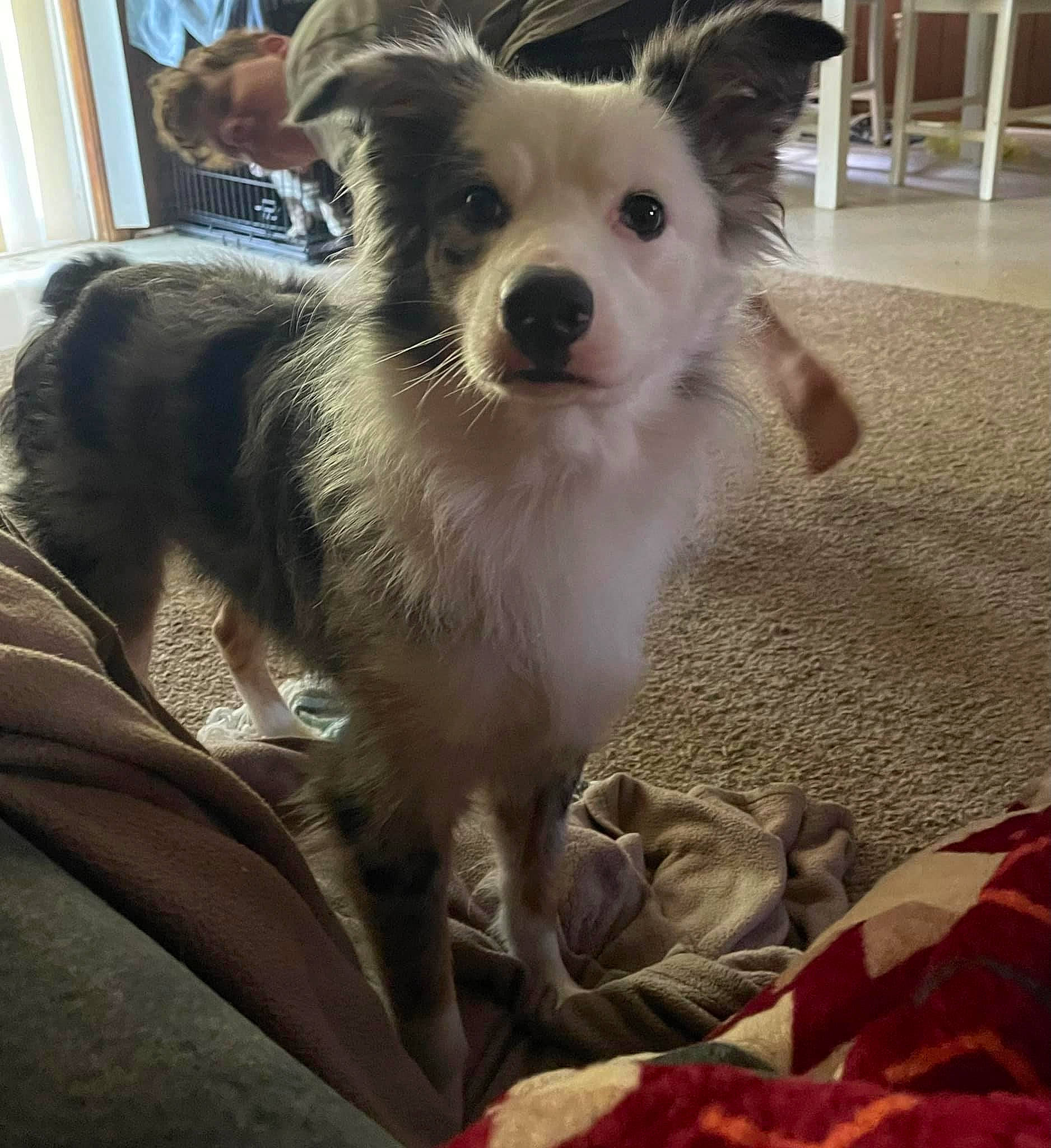 Dunkin joined the competition — help win amazing prizes! canidae, carnivore, companion_dog, dog, dog_breed, dog_supply, fawn, fur, german_spitz, happy, non_sporting_group, small_terrier, snout, sporting_group, toy_dog, volpino_italiano, whiskers, window, working_animal, working_dog