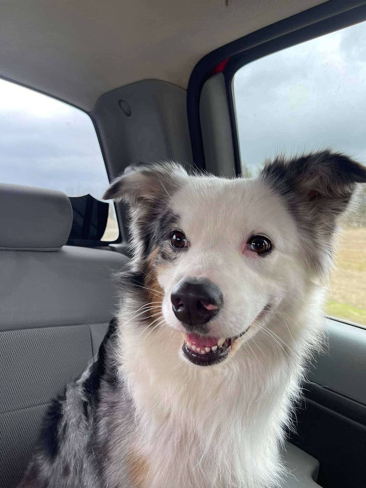 Dunkin is registered to the contest to win money with this photo: auto_part, automotive_mirror, car, carnivore, collar, companion_dog, dog, dog_breed, dog_collar, door, foot, fur, plant, sky, vehicle, vehicle_door, whiskers, window, windshield, working_dog