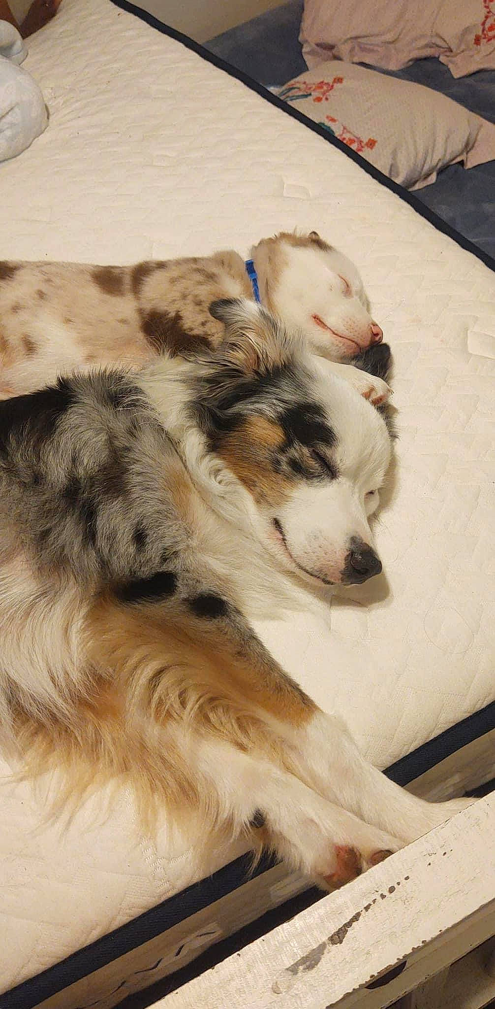 Dunkin is registered to the contest to win money with this photo: australian_shepherd, borzoi, canidae, carnivore, comfort, companion_dog, dog, dog_breed, fawn, fur, herding_dog, nap, paw, silken_windhound, snout, sporting_group, terrestrial_animal, texas_heeler, working_animal, working_dog