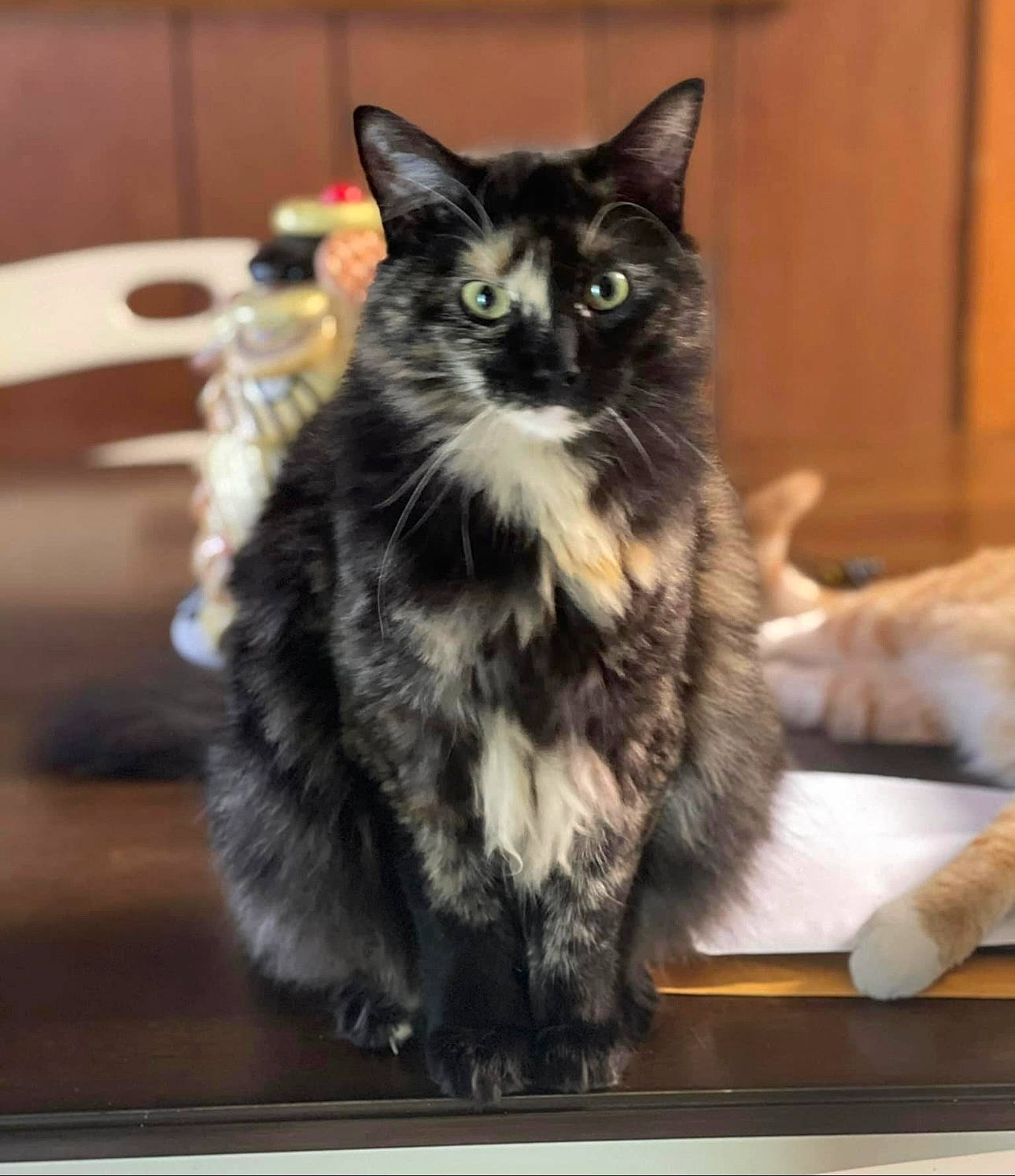 Bebe joined the competition — help win amazing prizes! automotive_tire, black_cat, carnivore, cat, claw, comfort, domestic_short_haired_cat, felidae, fur, paw, sitting, small_to_medium_sized_cats, snout, tail, terrestrial_animal, whiskers