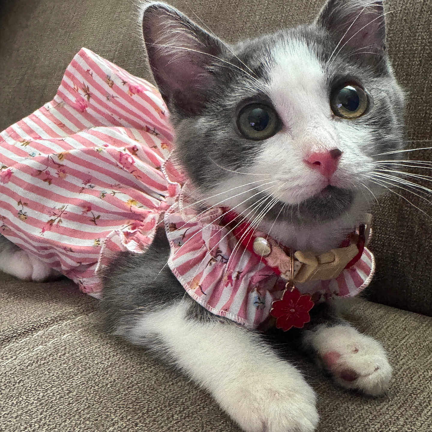 Coton