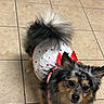 adorable, animal, companion, curious_look, cute, dog, ears, face, fluffy_tail, fur, hearts_pattern, indoor, leash, outfit, pet, red_bow, small_dog, standing, tiled_floor, white_clothing