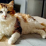 Lola participe au concours pour gagner de l'argent avec cette photo : cat, fluffy, ginger_and_white, pet, animal, feline, table, wooden_surface, indoor, relaxed, laying_down, curious_eyes, fur, whiskers, ears, paw, tail, close_up, domestic_animal, house_pet