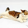 Lola participe au concours pour gagner de l'argent avec cette photo : cat, fluffy, relaxed, white_background, lying_down, fur, pet, animal, calm, content, mammal, domestic, whiskers, ears, tail, paws, side_view, studio, portrait, cute