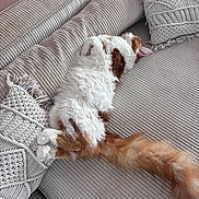 Charlie participe au concours pour gagner de l'argent avec cette photo : cat, calico_cat, sleeping, upside_down, fluffy, long_hair, white_fur, brown_patches, orange_fur, tail, couch, sofa, cushions, blanket, textured_fabric, cozy, indoor, relaxed, cute, pet