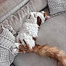 cat, calico_cat, sleeping, upside_down, fluffy, long_hair, white_fur, brown_patches, orange_fur, tail, couch, sofa, cushions, blanket, textured_fabric, cozy, indoor, relaxed, cute, pet
