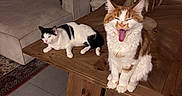 Charlie participe au concours pour gagner de l'argent avec cette photo : cat, cats, orange_cat, white_cat, black_and_white_cat, fluffy, laughing, open_mouth, sitting, lying_down, pets, indoors, living_room, coffee_table, wooden_table, sofa, home_decor, houseplant, rustic, portrait