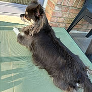 Tara a rejoint le concours — aidez-le/la à gagner de superbes lots ! dog, long_hair, chihuahua, outdoor, table, green, mesh, brick_wall, door, sunlight, relaxing, pet, canine, fur, paw, animal, side_view, resting, quiet, shadow