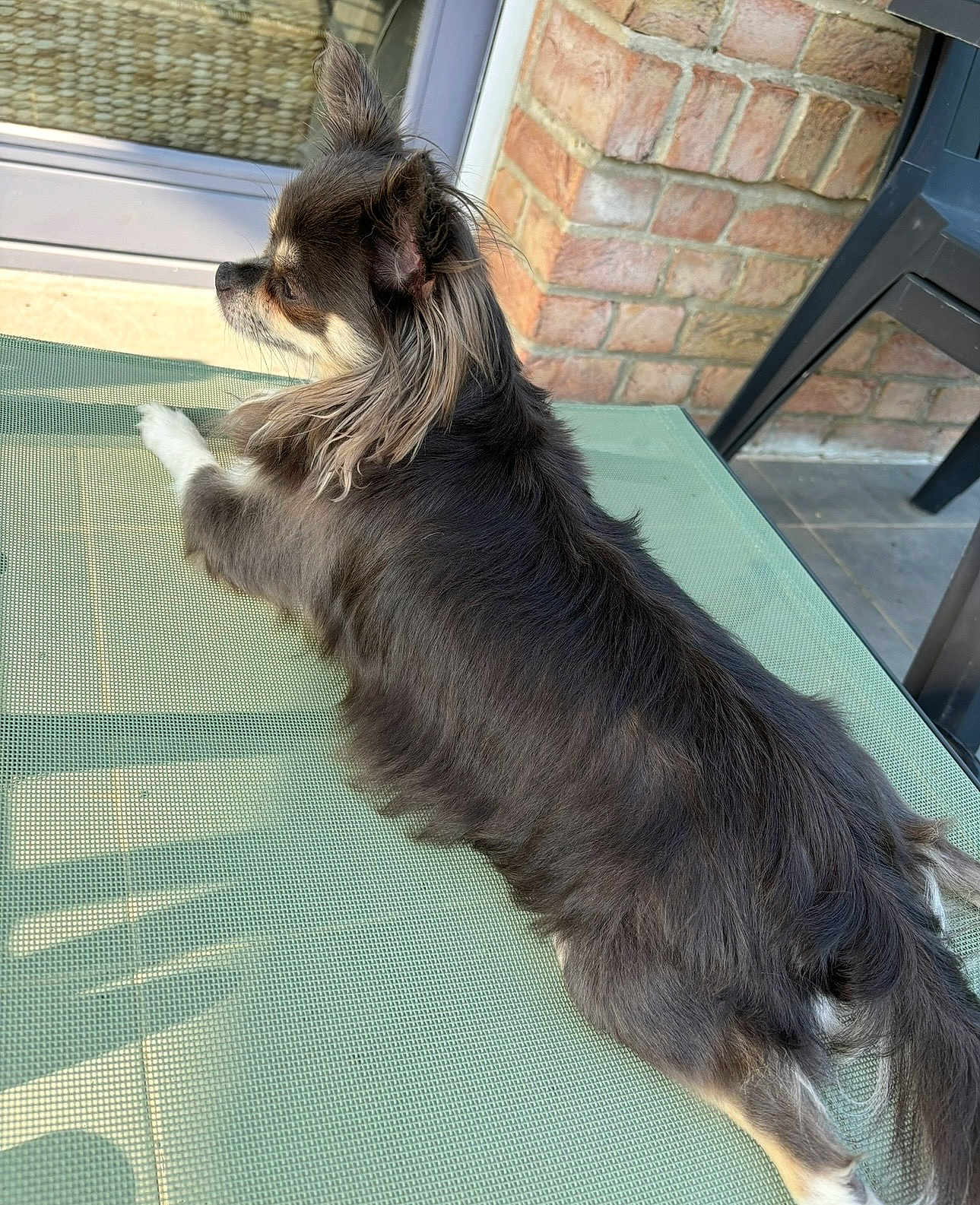 Tara a rejoint le concours — aidez-le/la à gagner de superbes lots ! dog, long_hair, chihuahua, outdoor, table, green, mesh, brick_wall, door, sunlight, relaxing, pet, canine, fur, paw, animal, side_view, resting, quiet, shadow