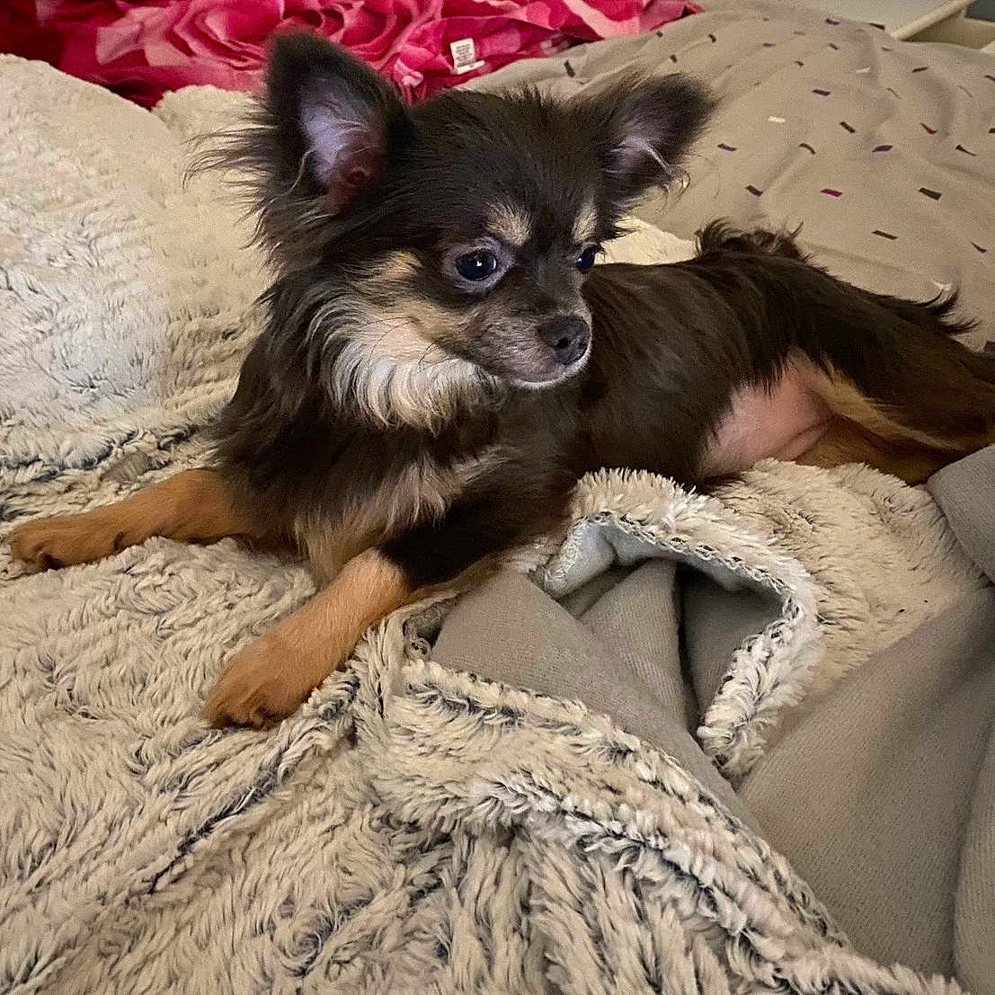 Tara a rejoint le concours — aidez-le/la à gagner de superbes lots ! animal, bed, blanket, brown_fur, comfortable, companion, cozy, cute, dog, ears, fur, indoor, long_hair, looking_away, pet, pillow, relaxed, resting, small_dog, soft_texture