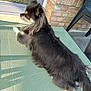 Tara participe au concours pour gagner de l'argent avec cette photo : dog, long_hair, chihuahua, outdoor, table, green, mesh, brick_wall, door, sunlight, relaxing, pet, canine, fur, paw, animal, side_view, resting, quiet, shadow