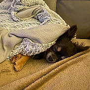 Tara participe au concours pour gagner de l'argent avec cette photo : dog, blanket, couch, sleeping, cozy, fur, paw, indoor, resting, pet, canine, snuggled, comfort, relaxation, brown, small_dog, fur_texture, ears, home, nap