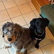 Hazel And Bella joined the competition — help win amazing prizes! animal, black_dog, brown_dog, canine, collar, companion_animals, dogs, fluffy, home, indoors, kitchen, looking_at_camera, pets, photography, portrait, puppies, sitting, staircase, tile_floor, wooden_stairs
