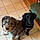 Hazel And Bella