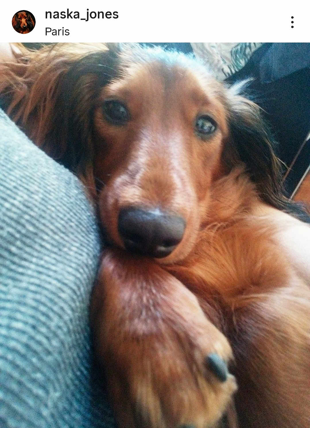 Naska participe au concours pour gagner de l'argent avec cette photo : dog, close_up, long_hair, brown_fur, resting, paw, nose, face, indoor, texture, fabric, cute, pet, animal, relaxed, looking, soft_light, portrait, furry, companion