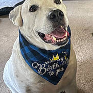 Snoopy joined the competition — help win amazing prizes! animal, bandana, birthday, carpet, celebration, close_up, crown, cute, decorations, dog, fun, happy, house, indoor, pet, portrait, sitting, smiling, tongue_out, white_dog