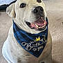 animal, bandana, birthday, carpet, celebration, close_up, crown, cute, decorations, dog, fun, happy, house, indoor, pet, portrait, sitting, smiling, tongue_out, white_dog