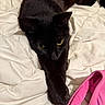 Panther joined the competition — help win amazing prizes! cat, black_cat, green_eyes, pet, animal, feline, whiskers, ears, paw, fur, lying_down, stretched_out, bed, bedspread, bedding, bedroom, indoor, portrait, close_up, pink_clothing