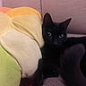 Panther joined the competition — help win amazing prizes! black_cat, cat, feline, pet, animal, whiskers, ears, eyes, indoor, couch, cushions, pillows, soft_furnishings, home, lounging, sitting, portrait, close_up, dark_fur, relaxed