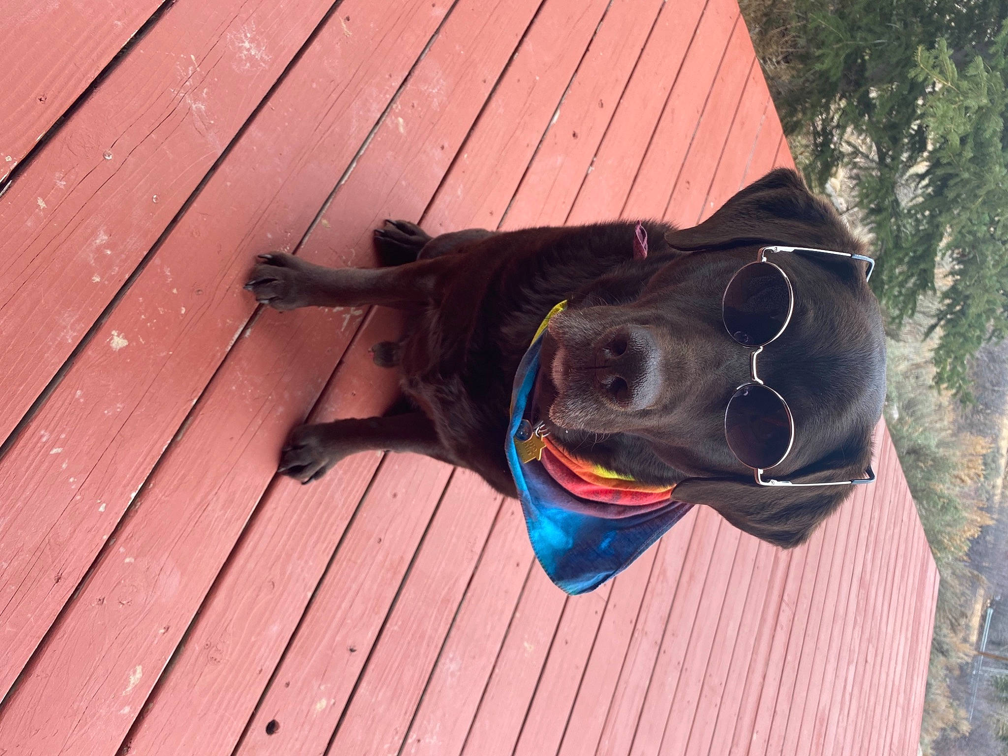 Kosmo is registered to the contest to win money with this photo: carnivore, collar, companion_dog, dog, dog_breed, dog_collar, dog_supply, fawn, goggles, grass, hardwood, leash, pet_supply, plank, snout, sunglasses, tree, wood, wood_stain, working_animal