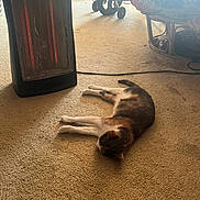 Ruby is registered to the contest to win money with this photo: cat, carpet, space_heater, stroller, chair, cushion, indoor, warm_light, pet, relaxation, furniture, home, cozy, animal, floor, appliance, domestic, resting, calm, quiet