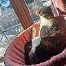 Ruby joined the competition — help win amazing prizes! cat, feline, pet, window, sunlight, indoor, pink_bed, cozy, fluffy, resting, fur, animal, home, looking_out, daylight, quiet, relaxed, snow, residential_building, house