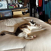 Ruby is registered to the contest to win money with this photo: bedroom, boxes, calico, cat, clothing, cozy, cushion, fur, furniture, household_items, indoor, paw, pet, relaxation, resting, shelf, sleeping, sunlight, tail, vacuum_cleaner