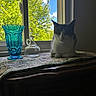 cat, window, glass_bottle, blue_vase, table, cloth, indoor, sunlight, shadow, greenery, nature, pet, feline, still_life, decor, daylight, relaxing, animal, quiet, home